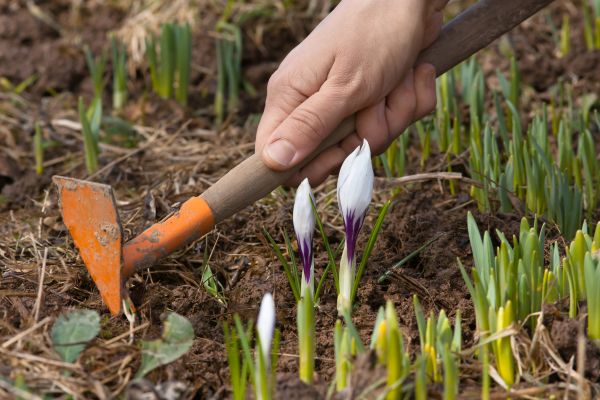 Flower Garden Weeding in Los Gatos
