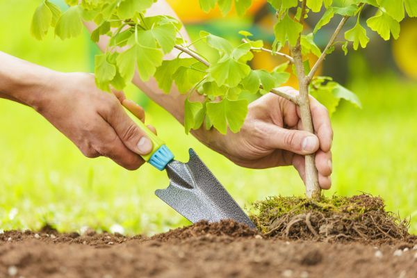 Fruit Tree Planting in Los Gatos