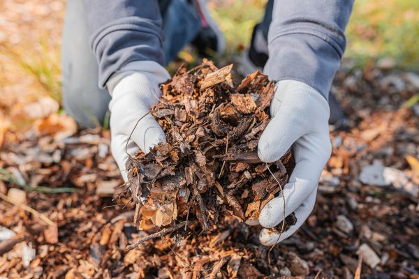 Shredded Mulch Installation in Los Gatos