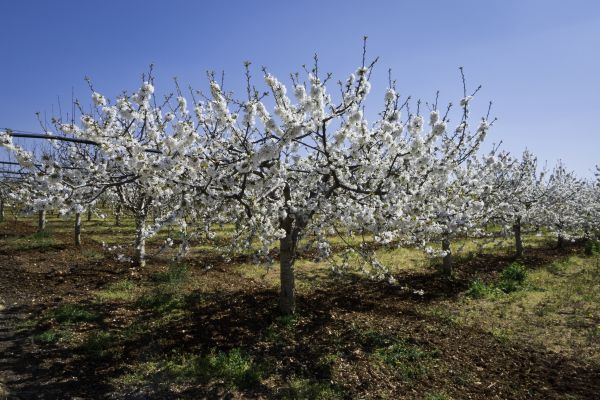 Orchard Planting in Los Gatos