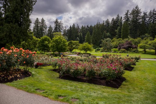 Flower Garden Landscaping in Los Gatos