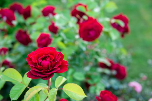 Rose Planting in Los Gatos