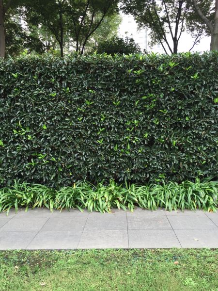 Privacy Shrub Planting in Los Gatos