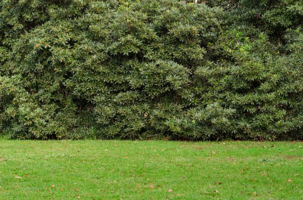 Privacy Hedge Planting in Los Gatos