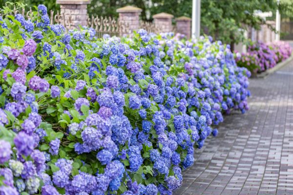 Hydrangea Landscaping in Los Gatos