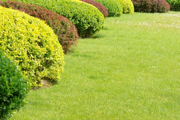 Shrubbery Planting in Los Gatos