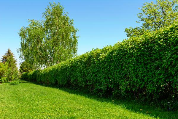 Hedge Replacement in Los Gatos