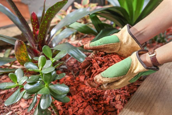 Cedar Mulch Installation in Los Gatos