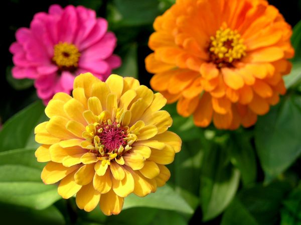 Zinnia Planting in Los Gatos