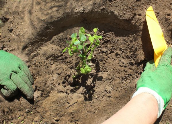 Rose Bush Planting in Los Gatos