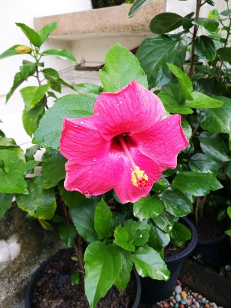 Hibiscus Planting in Los Gatos