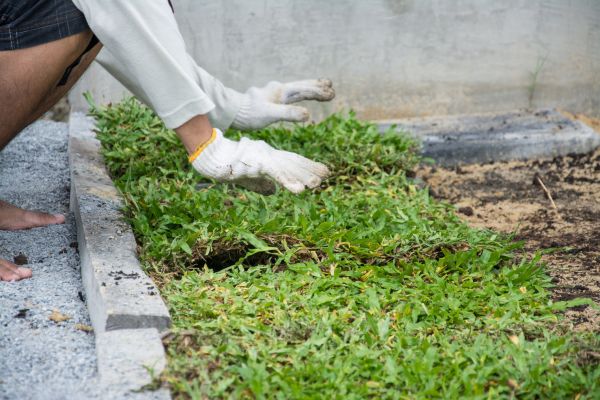 Ground Cover Planting in Los Gatos