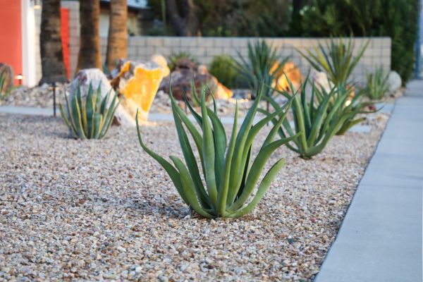 Drought Resistant Landscaping in Los Gatos