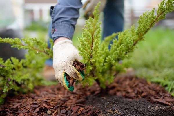Church Mulching in Los Gatos