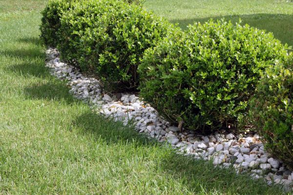 Boxwood Planting in Los Gatos
