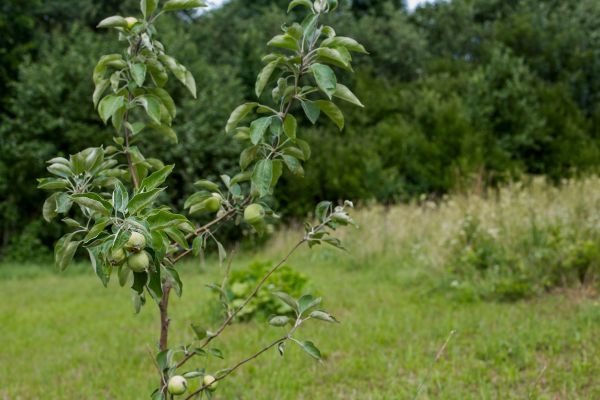 Apple Tree Planting in Los Gatos