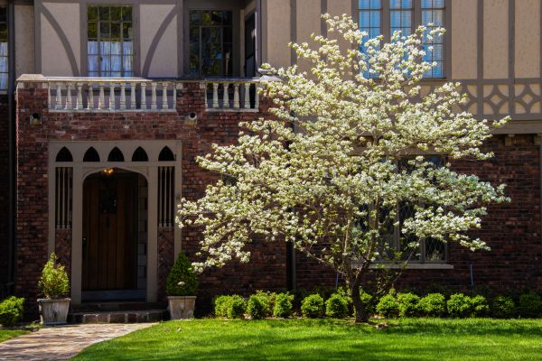 Dogwood Tree Planting in Los Gatos